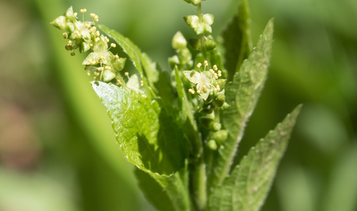 Mercurialis perennis