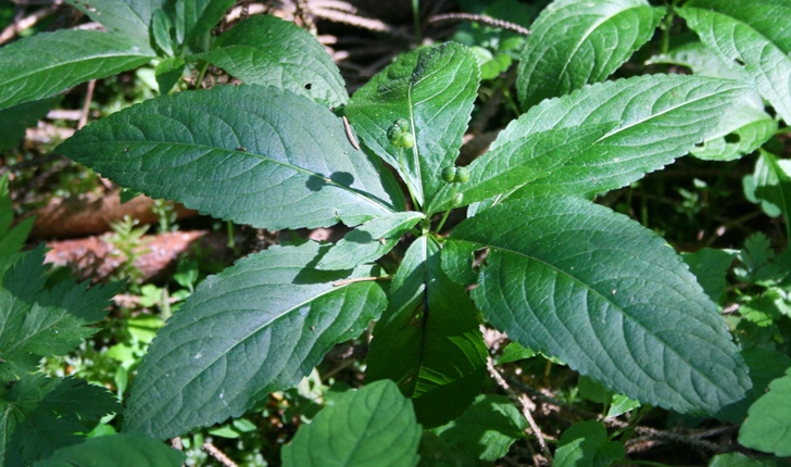 Mercurialis perennis