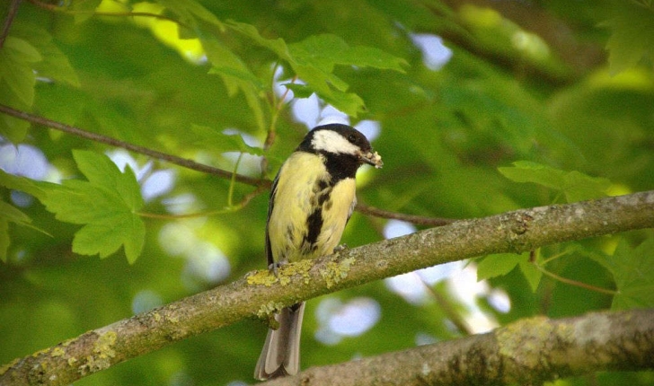 Parus major (Linné, 1758)