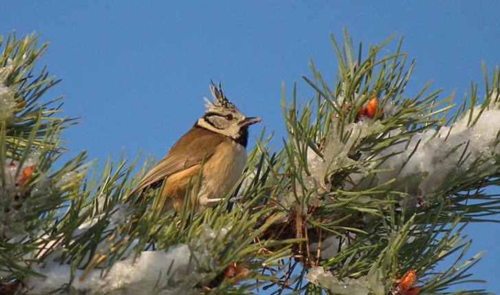 Lophophanes cristatus  (Linnaeus, 1758)