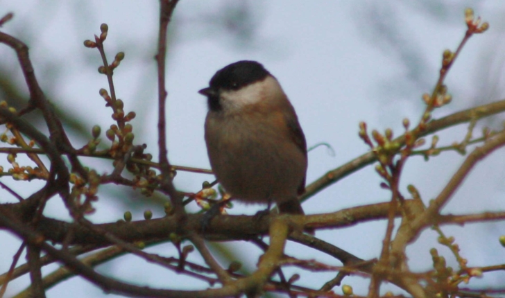 Parus palustris (Linnaeus, 1758)