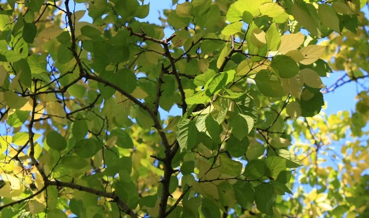 Celtis occidentalis L.
