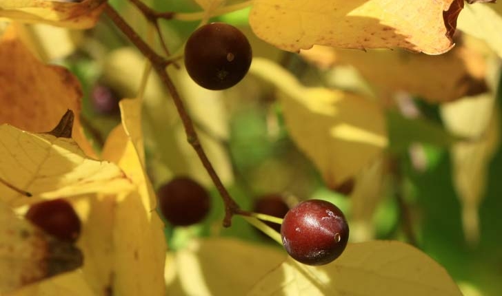 Celtis occidentalis L.