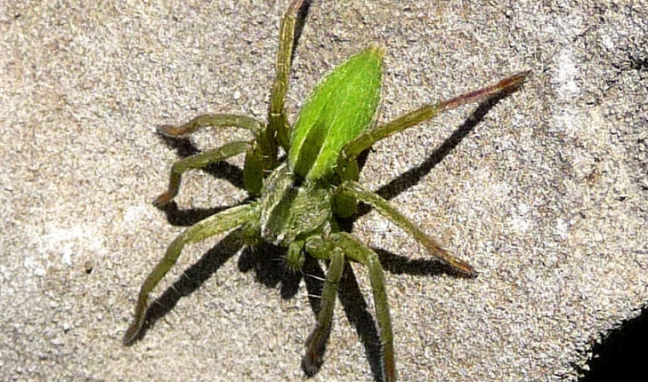 Micrommata virescens