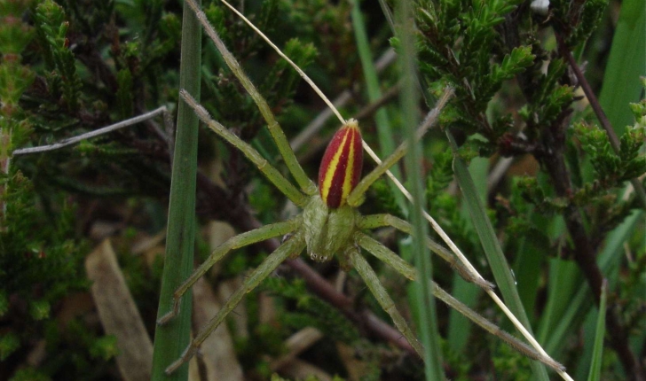 Micrommata virescens