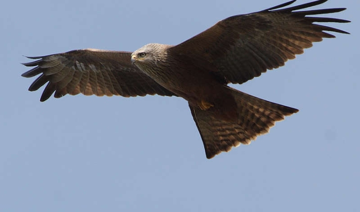 Milvus migrans (Boddaert, 1783)