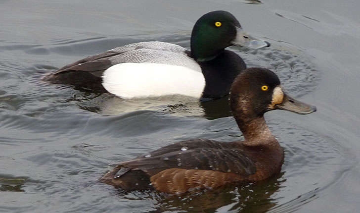 Aythya marila (Linnaeus, 1761)