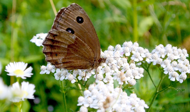 Minois dryas (Scopoli, 1763) 