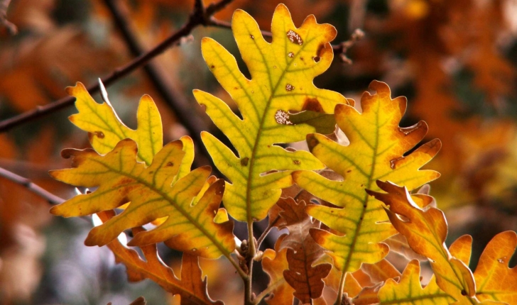Quercus pyrenaica (Willd., 1805)