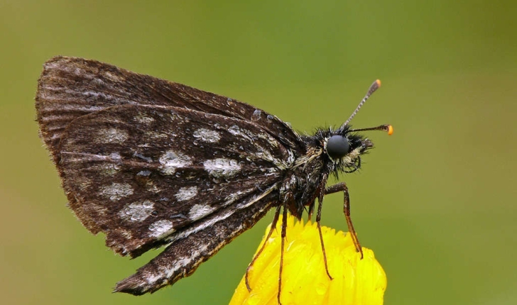 Heteropterus morpheus (Pallas, 1771) 