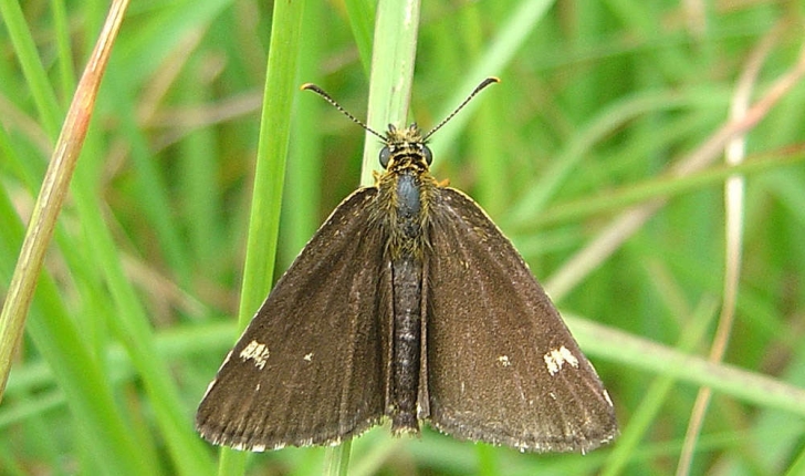 Heteropterus morpheus (Pallas, 1771) 