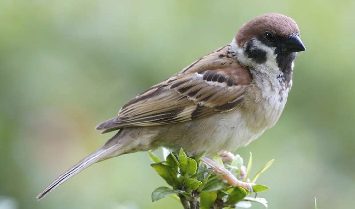 Passer montanus (Linnaeus, 1758)
