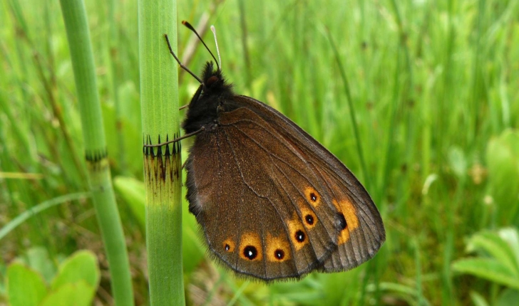 Nymphalidae