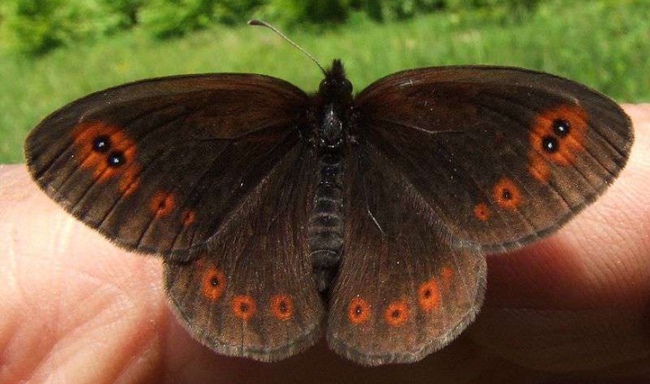 Nymphalidae