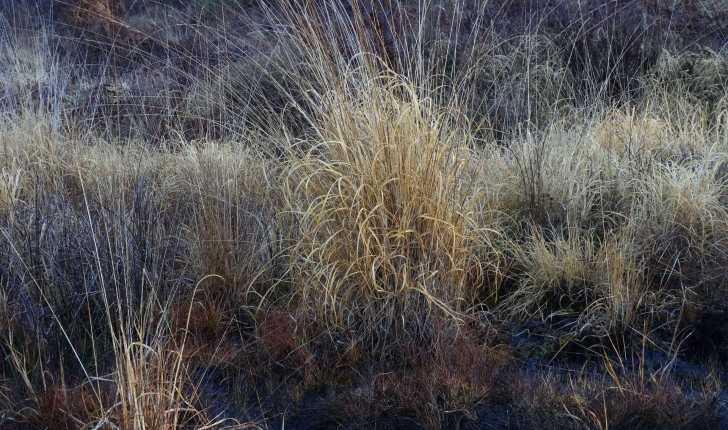 Molinia caerulea subsp. caerulea (L.) Moench, 1794 