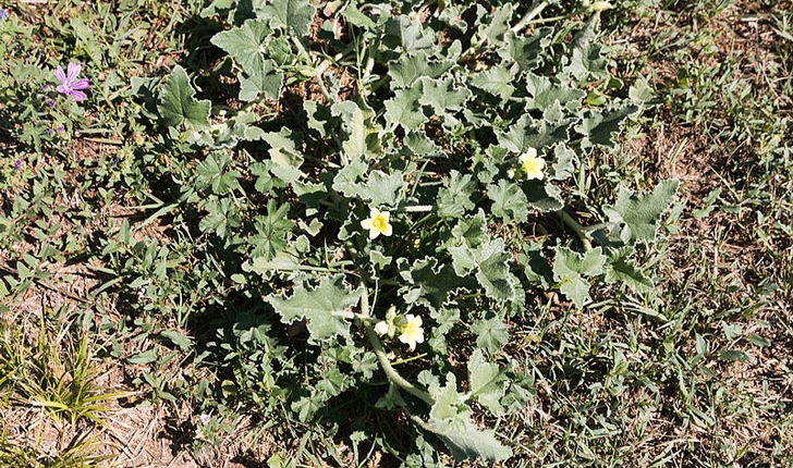 Ecballium elatéruim