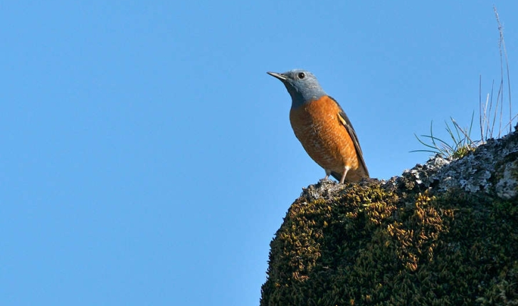 Monticola saxatilis (Linnaeus, 1758)