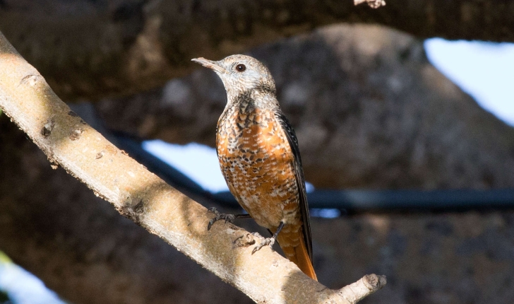 Monticola saxatilis (Linnaeus, 1758)