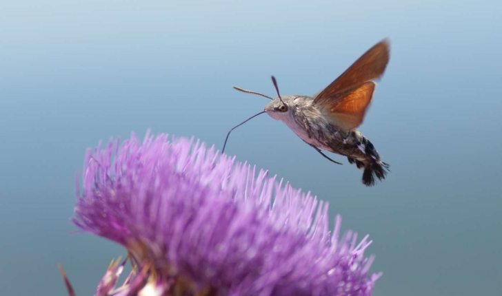 Macroglossum stellatarum (Linné, 1758)