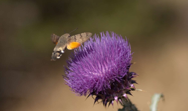 Macroglossum stellatarum (Linné, 1758)
