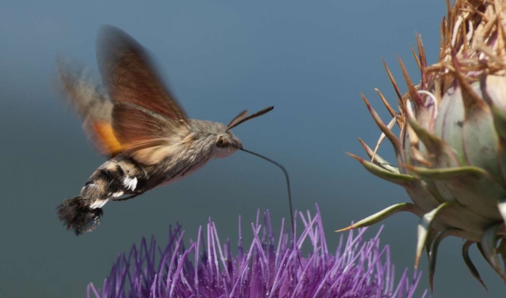 Macroglossum stellatarum (Linné, 1758)