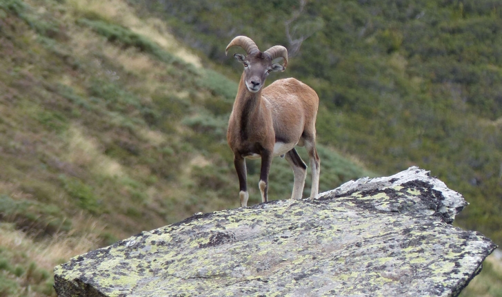 Ovis gmelinii musimon (Pallas, 1811)