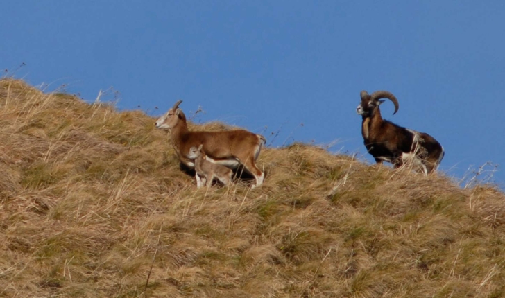 Ovis gmelinii musimon (Pallas, 1811)