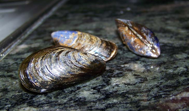 Mytilus