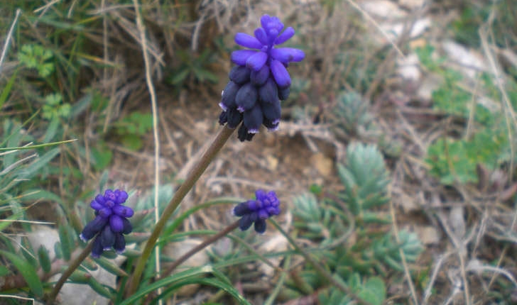 Muscari neglectum (Guss. ex Ten., 1842)