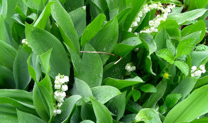 Convallaria majalis