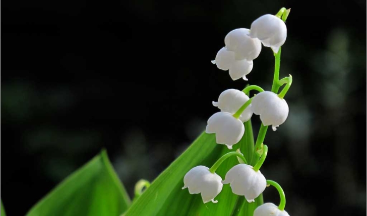 Convallaria majalis