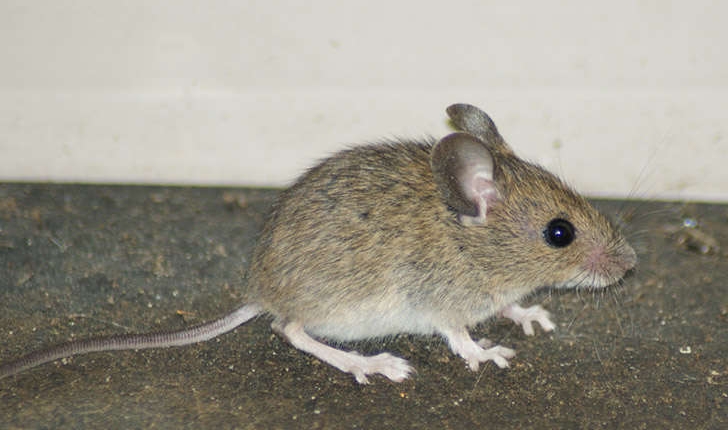 Apodemus sylvaticus (L., 1758)