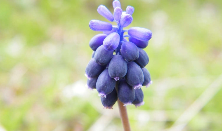 Muscari neglectum (Guss. ex Ten., 1842)