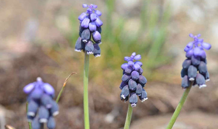 Muscari neglectum (Guss. ex Ten., 1842)