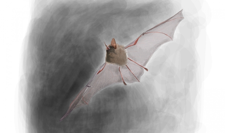 Myotis emarginatus (E. Geoffroy, 1806) 