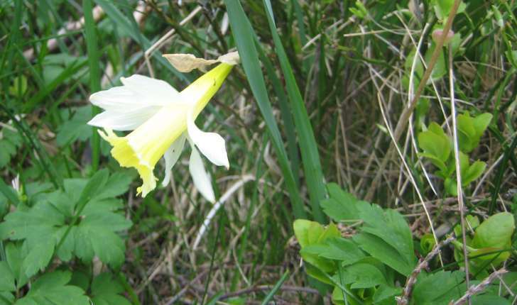 Narcissus pseud-narcissus L.