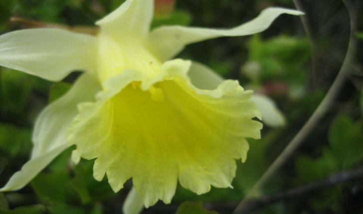 Narcissus pseud-narcissus L.