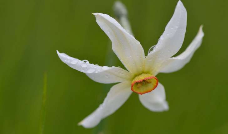 Narcissus poeticus subsp. radiiflorus (Salisb.) Baker