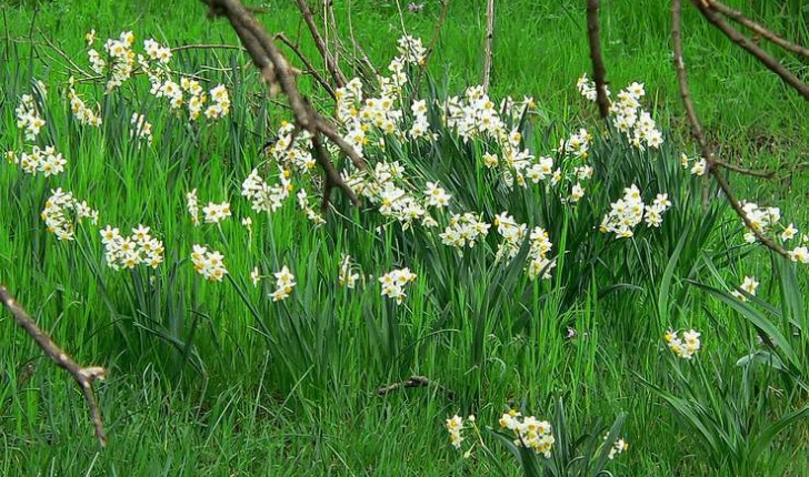 Narcissus tazetta (L.,1753)