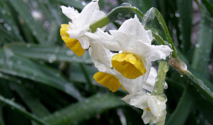 Narcissus tazetta (L.,1753)