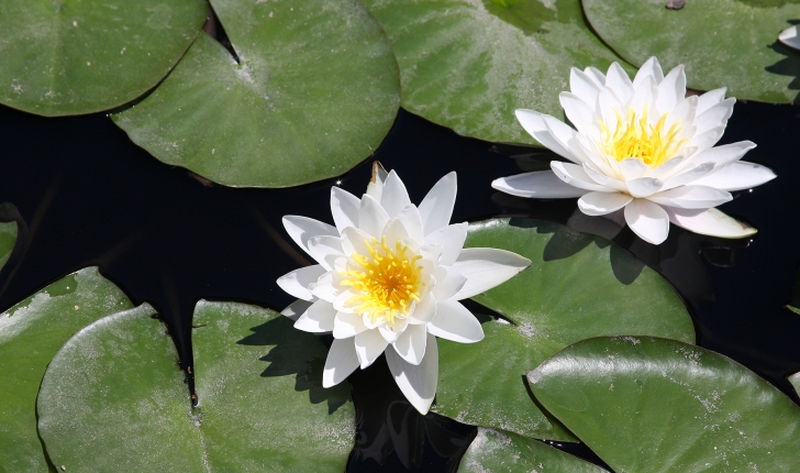 Nymphaea sp / Nuphar sp / Victoria sp
