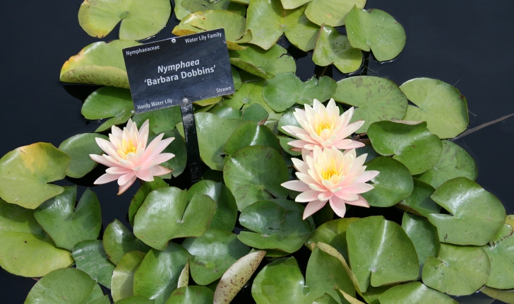 Nymphaea sp / Nuphar sp / Victoria sp