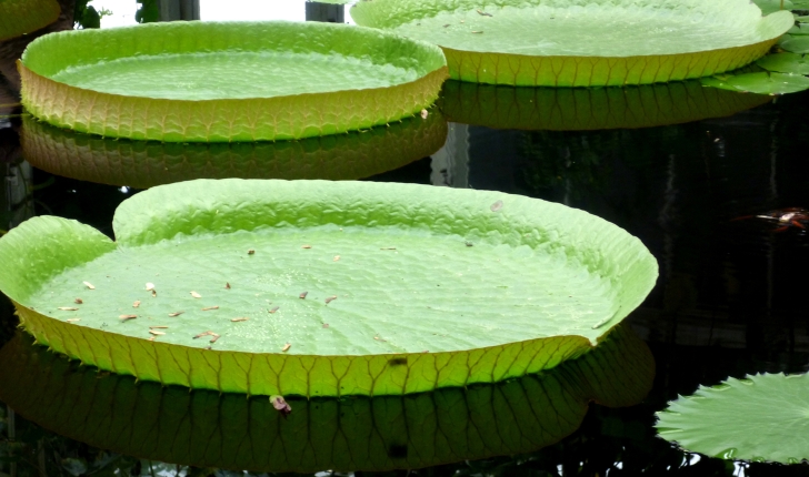 Nymphaea sp / Nuphar sp / Victoria sp