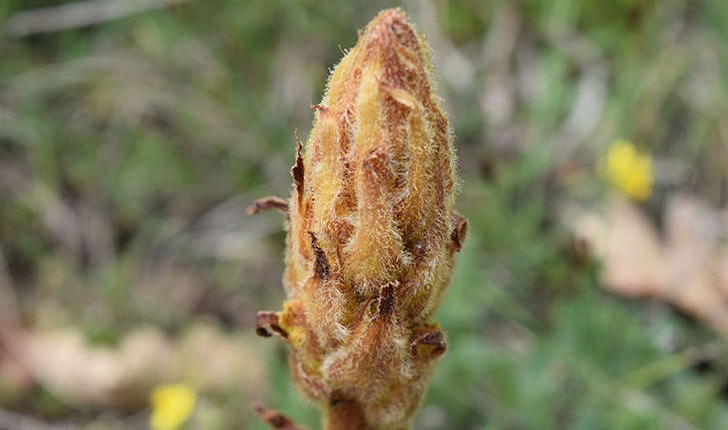 Neottia nidus-avis (L.) Rich., 1817