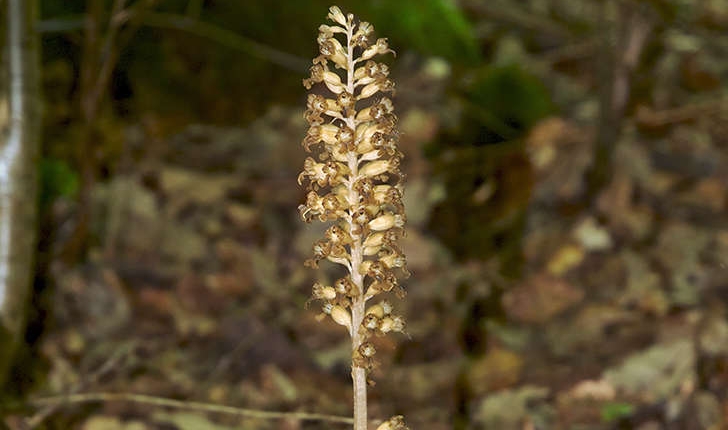 Neottia nidus-avis (L.) Rich., 1817