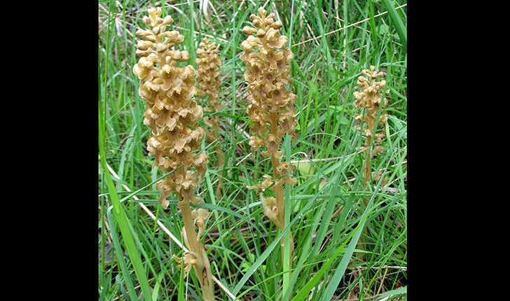 Neottia nidus-avis (L.) Rich., 1817