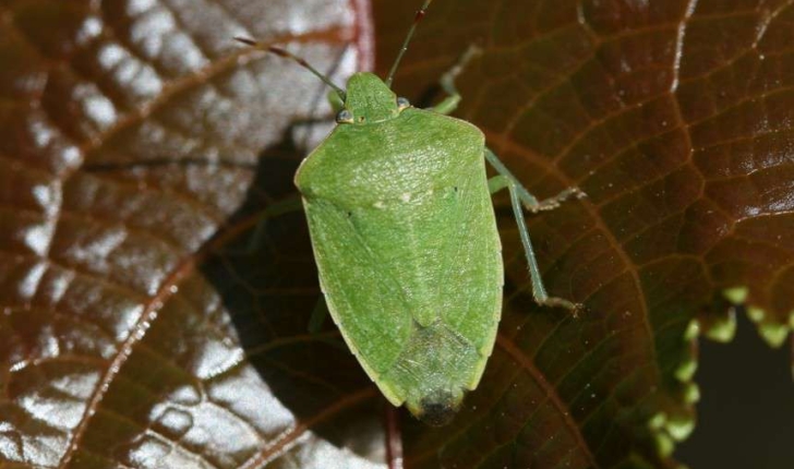 Nezara viridula (Linnaeus, 1758)