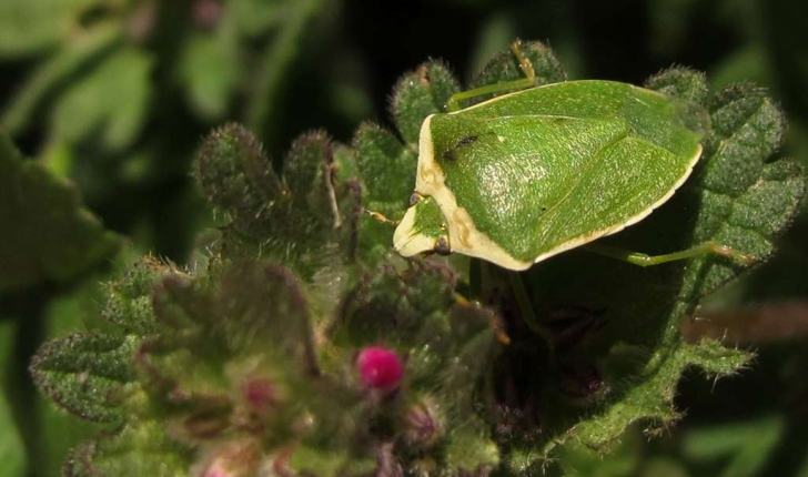 Nezara viridula (Linnaeus, 1758)
