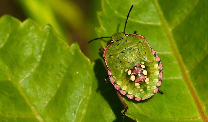 Nezara viridula (Linnaeus, 1758)