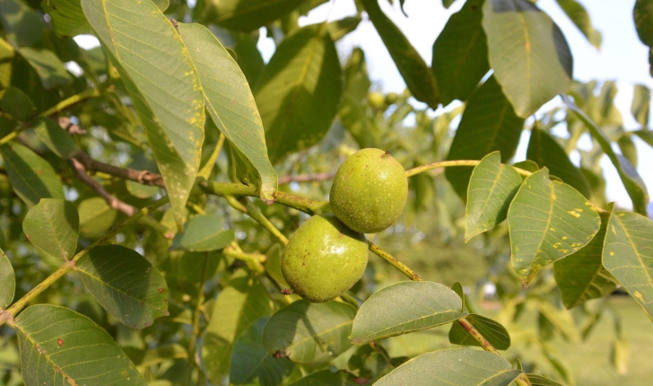 Juglans regia (L., 1753)